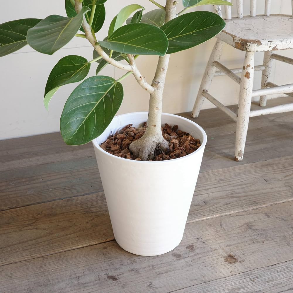 幹太！観葉植物 フィカス ベンガレンシス 曲がり ８号セラアート鉢　植え替え済み 観葉植物 フィカス ベンガレンシス 8号 曲り ホルスト シリンダー